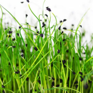 Garlic Chive Microgreen Seeds