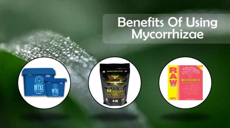 Benefits of using Mycorrhizae